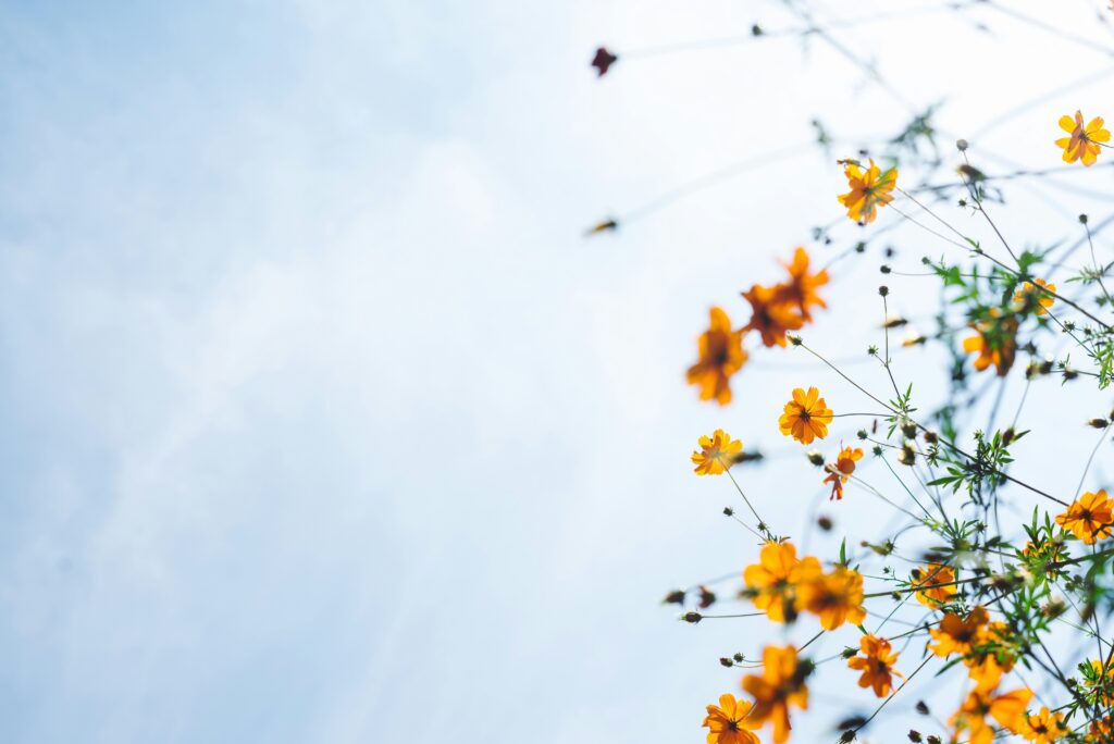 orange flowers set against a blue sky