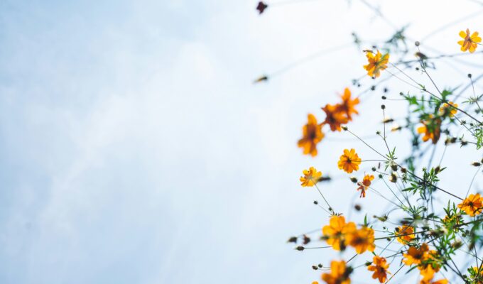 orange flowers set against a blue sky