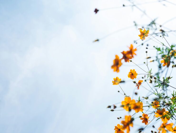 orange flowers set against a blue sky