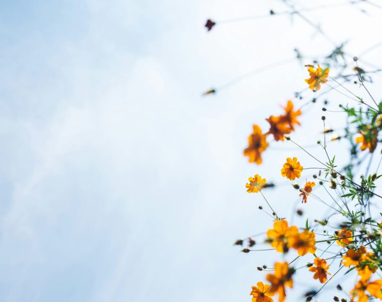 Anxiety Therapist London