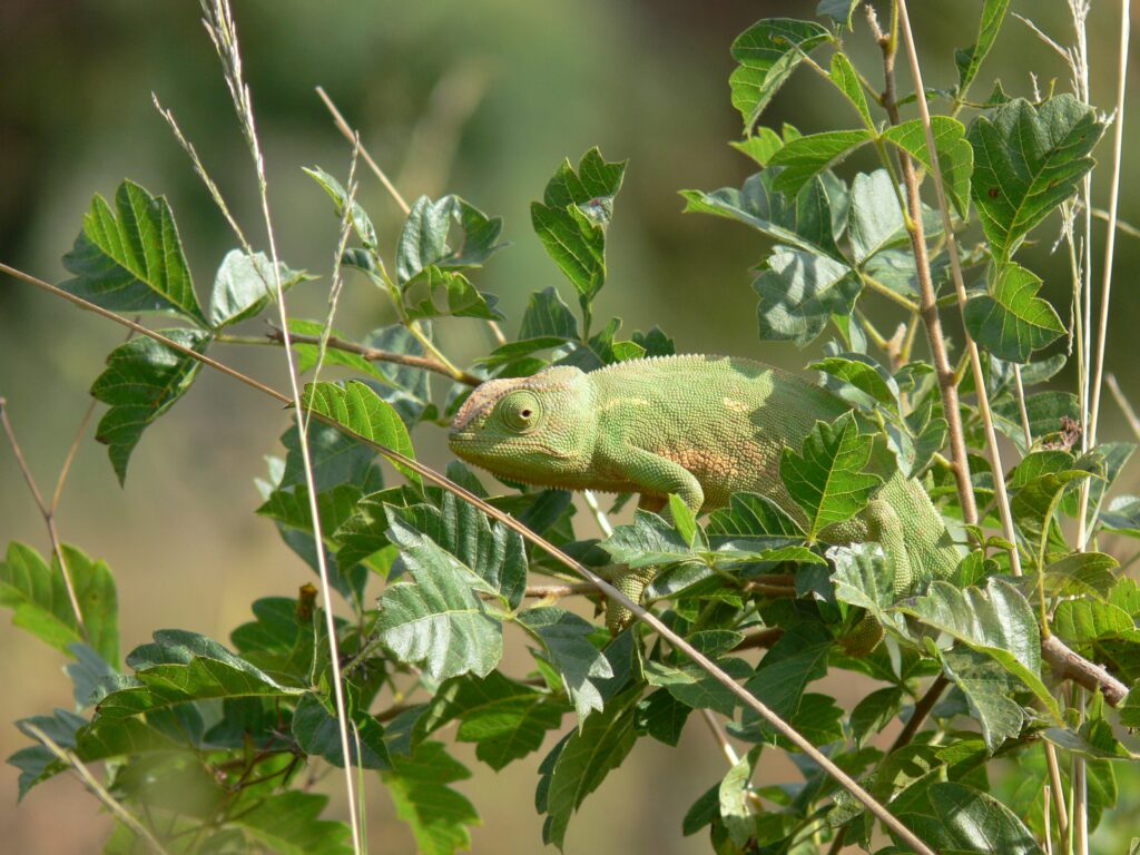 Camouflaged green chameleon clinging to thin branches among green leaves in a sunny natural habitat