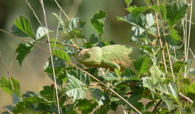 Camouflaged green chameleon clinging to thin branches among green leaves in a sunny natural habitat
