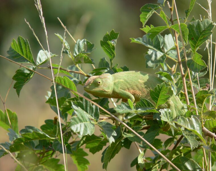 Camouflaged green chameleon clinging to thin branches among green leaves in a sunny natural habitat