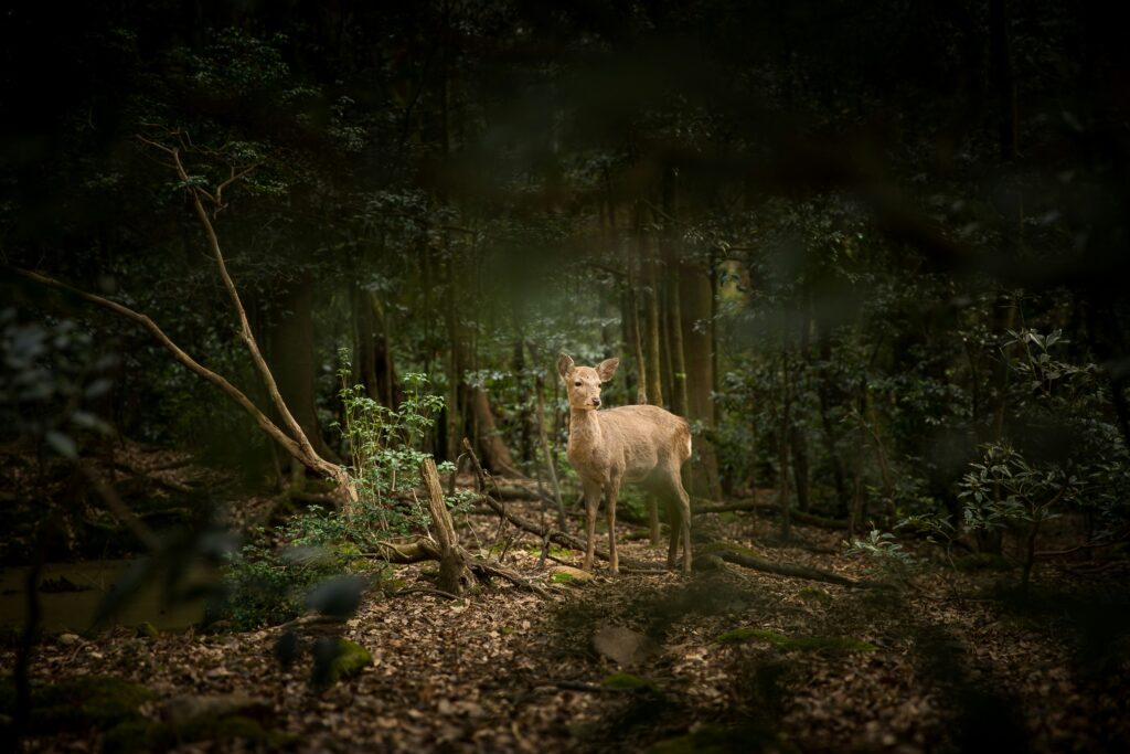 Deer in woodland background still and not moving
