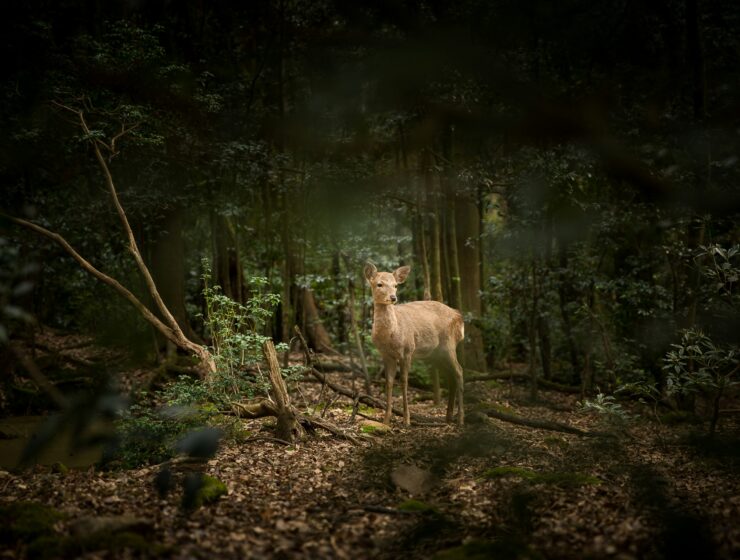 Deer in woodland background still and not moving