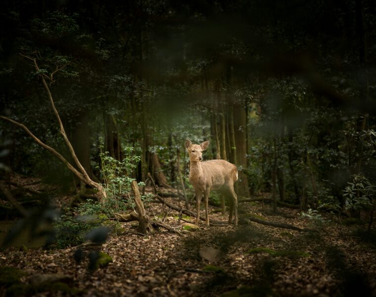 Deer in woodland background still and not moving